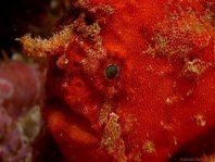 Antennatus nummifer - Antennarius  nummifer (Spotfin frogfish, coinbearing frogfish, whitefingered frogfish - Rückenfleck  Anglerfisch)