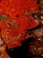 Antennatus nummifer - Antennarius  nummifer (Spotfin frogfish, coinbearing frogfish, whitefingered frogfish - Rückenfleck  Anglerfisch)