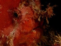 Antennatus nummifer - Antennarius 
        nummifer (Spotfin frogfish, coinbearing frogfish, whitefingered frogfish - Rückenfleck  Anglerfisch)