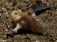 Rosy frogfish (Spiny-tufted Frogfish) - Antennatus rosaceus - Rosa Anglerfisch