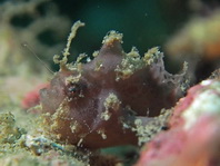 Rosy frogfish (Spiny-tufted Frogfish) - Antennatus rosaceus - Rosa Anglerfisch