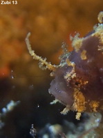 Rosy frogfish (Spiny-tufted Frogfish) - Antennatus rosaceus - Rosa Anglerfisch