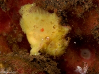 Antennatus 
                      rosaceus - Antennarius 
                      rosaceus (Rosy frogfish, Spiny-tufted Frogfish - Rosa Anglerfisch)