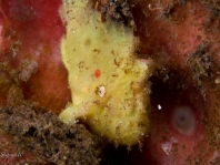 Antennatus 
                      rosaceus - Antennarius 
                      rosaceus (Rosy frogfish, Spiny-tufted Frogfish - Rosa Anglerfisch)