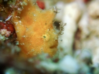 Antennatus 
                      rosaceus - Antennarius 
                      rosaceus (Rosy frogfish, Spiny-tufted Frogfish - Rosa Anglerfisch)