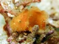 Antennatus 
                      rosaceus - Antennarius 
                      rosaceus (Rosy frogfish, Spiny-tufted Frogfish - Rosa Anglerfisch)