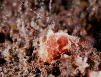 Antennatus 
                      rosaceus - Antennarius 
                      rosaceus (Rosy frogfish, Spiny-tufted Frogfish - Rosa Anglerfisch)