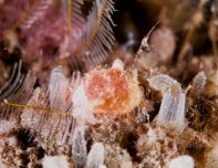 Antennatus 
                      rosaceus - Antennarius 
                      rosaceus (Rosy frogfish, Spiny-tufted Frogfish - Rosa Anglerfisch)