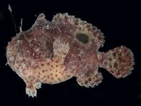 Antennatus 
                      rosaceus - Antennarius 
                      rosaceus (Rosy frogfish, Spiny-tufted Frogfish - Rosa Anglerfisch)