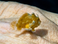 Antennatus 
                      rosaceus - Antennarius 
                      rosaceus (Rosy frogfish, Spiny-tufted Frogfish - Rosa Anglerfisch)