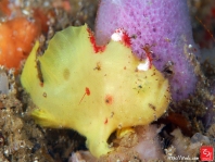 Antennatus 
                      rosaceus - Antennarius 
                      rosaceus (Rosy frogfish, Spiny-tufted Frogfish - Rosa Anglerfisch)