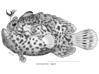 Lophiocharon lithinostomus (Marble-Mouthed Frogfish - Marmor-Maul Anglerfisch)