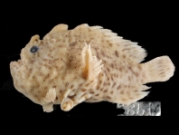 Lophiocharon lithinostomus (Marble-Mouthed Frogfish - Marmor-Maul Anglerfisch)