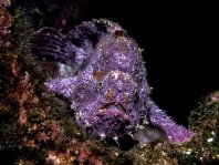 Antennatus sanguineus -  Antennarius sanguineus (Bloody frogfish, Sanguine frogfish - "Blutiger" Anglerfisch) 