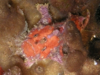 Antennatus sanguineus -  Antennarius sanguineus (Bloody frogfish, Sanguine frogfish - "Blutiger" Anglerfisch)