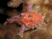 Antennatus sanguineus -  Antennarius sanguineus (Bloody frogfish, Sanguine frogfish - "Blutiger" Anglerfisch) 