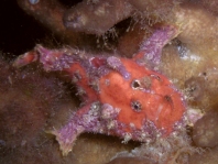 Antennatus sanguineus -  Antennarius sanguineus (Bloody frogfish, Sanguine frogfish - "Blutiger" Anglerfisch) 