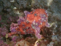 Antennatus sanguineus -  Antennarius sanguineus (Bloody frogfish, Sanguine frogfish - "Blutiger" Anglerfisch) 