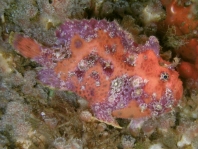 Antennatus sanguineus -  Antennarius sanguineus (Bloody frogfish, Sanguine frogfish - "Blutiger" Anglerfisch) 