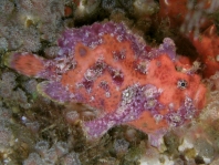 Antennatus sanguineus -  Antennarius sanguineus (Bloody frogfish, Sanguine frogfish - "Blutiger" Anglerfisch)