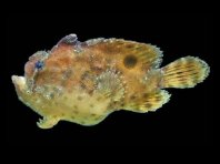 Antennatus sanguineus -  Antennarius sanguineus (Bloody frogfish, Sanguine frogfish - "Blutiger" Anglerfisch)