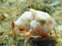 Antennatus tuberosus (Tuberculated Frogfish, Bandfin Frogfish, Pygmy Frogfish - Tuberkel Anglerfisch, Schwanzstreifen Anglerfisch, Pygmäen Anglerfisch)