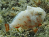 Antennatus tuberosus (Tuberculated Frogfish, Bandfin Frogfish, Pygmy Frogfish - Tuberkel Anglerfisch, Schwanzstreifen Anglerfisch, Pygmäen Anglerfisch)