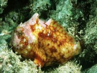 Antennatus tuberosus (Tuberculated Frogfish, Bandfin Frogfish, Pygmy Frogfish - Tuberkel Anglerfisch, Schwanzstreifen Anglerfisch, Pygmäen Anglerfisch)