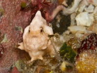 Tuberculated Frogfish - <em>Antennatus tuberosus</em> - "Tuberkel" Anglerfisch