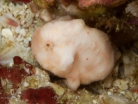 Antennatus tuberosus (Tuberculated Frogfish, Bandfin Frogfish, Pygmy Frogfish - Tuberkel Anglerfisch, Schwanzstreifen Anglerfisch, Pygmäen Anglerfisch)