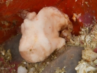 Tuberculated Frogfish - <em>Antennatus tuberosus</em> - "Tuberkel" Anglerfisch