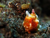 Tuberculated Frogfish - <em>Antennatus tuberosus</em> - "Tuberkel" Anglerfisch