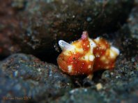 Tuberculated Frogfish - <em>Antennatus tuberosus</em> - "Tuberkel" Anglerfisch