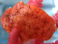 Tuberculated Frogfish - <em>Antennatus tuberosus</em> - "Tuberkel" Anglerfisch