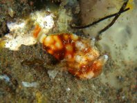 Tuberculated Frogfish - <em>Antennatus tuberosus</em> - "Tuberkel" Anglerfisch