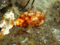 Tuberculated Frogfish - Antennatus tuberosus - "Tuberkel" Anglerfisch