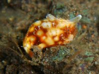 Tuberculated Frogfish - <em>Antennatus tuberosus</em> - "Tuberkel" Anglerfisch