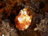 Antennatus tuberosus (Tuberculated Frogfish, Bandfin Frogfish, Pygmy Frogfish - Tuberkel Anglerfisch, Schwanzstreifen Anglerfisch, Pygmäen Anglerfisch)