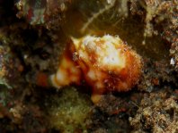 Tuberculated Frogfish - <em>Antennatus tuberosus</em> - "Tuberkel" Anglerfisch