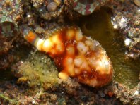 Antennatus tuberosus (Tuberculated Frogfish, Bandfin Frogfish, Pygmy Frogfish - Tuberkel Anglerfisch, Schwanzstreifen Anglerfisch, Pygmäen Anglerfisch)