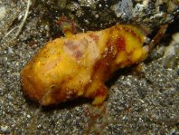 Tuberculated Frogfish - <em>Antennatus tuberosus</em> - "Tuberkel" Anglerfisch