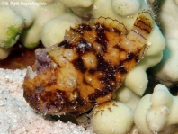 Tuberculated Frogfish - <em>Antennatus tuberosus</em> - "Tuberkel" Anglerfisch