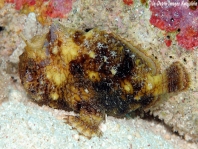 Tuberculated Frogfish - <em>Antennatus tuberosus</em> - "Tuberkel" Anglerfisch