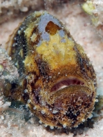 Tuberculated Frogfish - <em>Antennatus tuberosus</em> - "Tuberkel" Anglerfisch