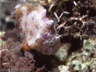 Tuberculated Frogfish - <em>Antennatus tuberosus</em> - "Tuberkel" Anglerfisch