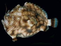 Antennatus tuberosus (Tuberculated Frogfish, Bandfin Frogfish, Pygmy Frogfish - Tuberkel Anglerfisch, Schwanzstreifen Anglerfisch, Pygmäen Anglerfisch)