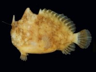 Antennatus tuberosus (Tuberculated Frogfish, Bandfin Frogfish, Pygmy Frogfish - Tuberkel Anglerfisch, Schwanzstreifen Anglerfisch, Pygmäen Anglerfisch)