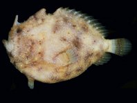 Antennatus tuberosus (Tuberculated Frogfish, Bandfin Frogfish, Pygmy Frogfish - Tuberkel Anglerfisch, Schwanzstreifen Anglerfisch, Pygmäen Anglerfisch)