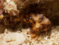 Antennatus tuberosus (Tuberculated Frogfish, Bandfin Frogfish, Pygmy Frogfish - Tuberkel Anglerfisch, Schwanzstreifen Anglerfisch, Pygmäen Anglerfisch)