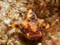 Antennatus tuberosus (Tuberculated Frogfish, Bandfin Frogfish, Pygmy Frogfish - Tuberkel Anglerfisch, Schwanzstreifen Anglerfisch, Pygmäen Anglerfisch)